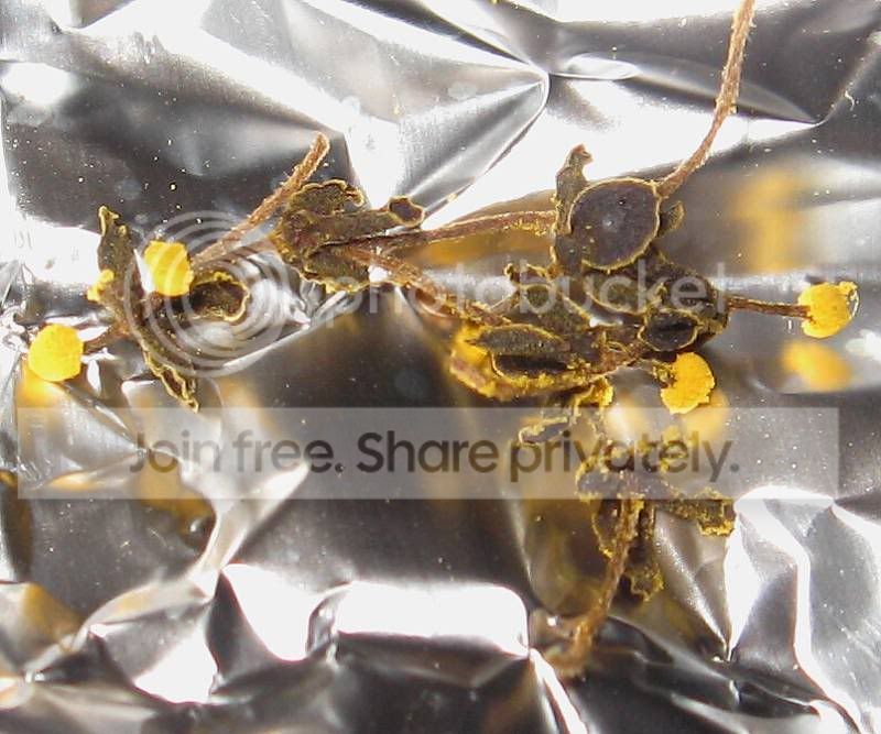 Pollen_zpsdd69e4d8.jpg