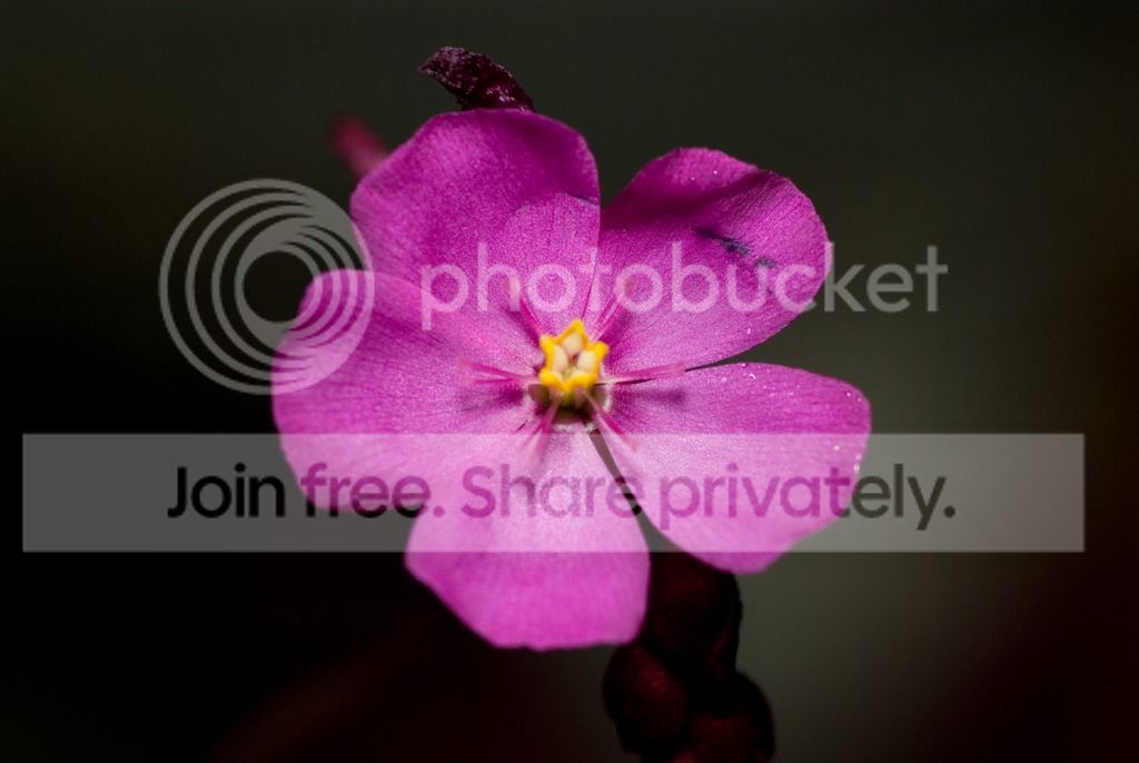 IMGP2589_zpsrdrd2xsb.jpg