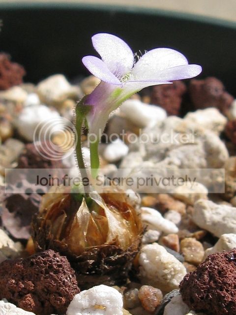 IMG_9517-P-heterophylla-AW-July-27-2012.jpg