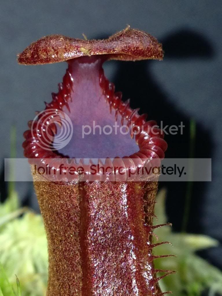 image_zps17924f64.jpg