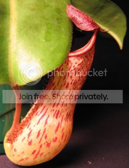 MARBLEDDRAGONPITCHER2.jpg