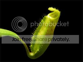 UnknownNepenthes.jpg