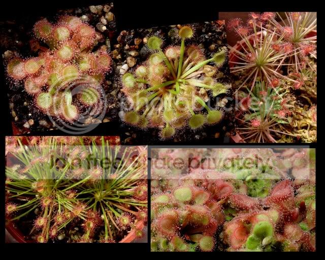 petiolaris_july2009.jpg