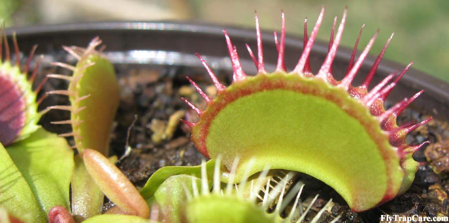 VFT_red_line.jpg