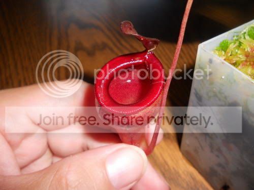 Njamban01_7-13-11.jpg
