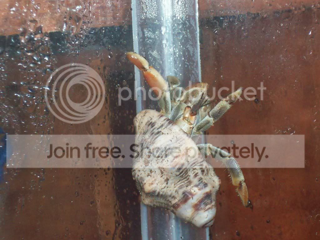 hermitcrabs043.jpg