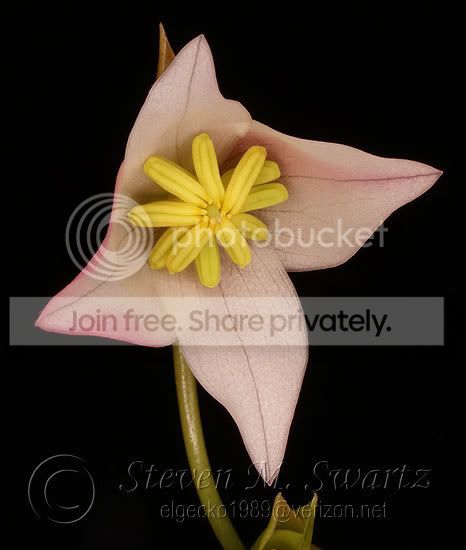 Heli-Flower-001.jpg