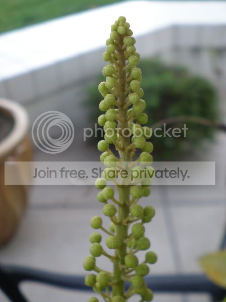 Unknownoutdoorflower.jpg