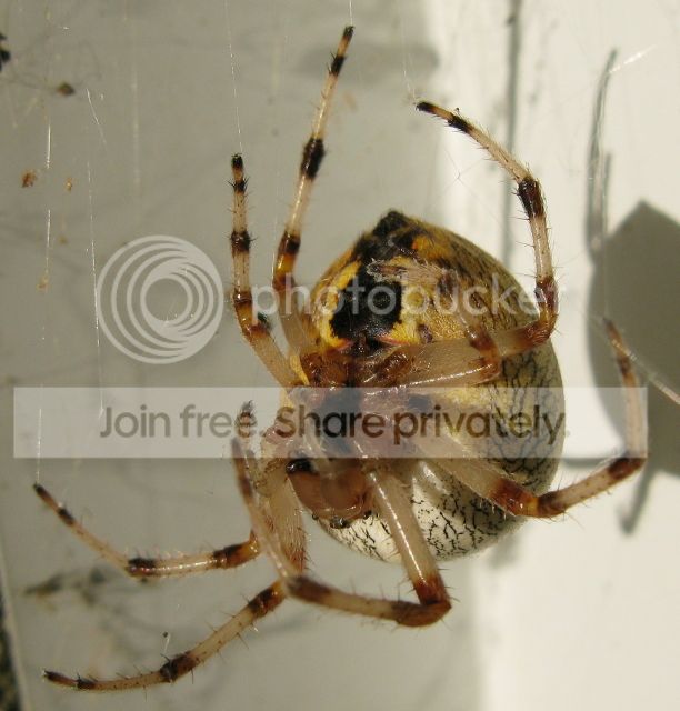 IMG_1009-dried-leaf-spider-Sept-8-2012.jpg