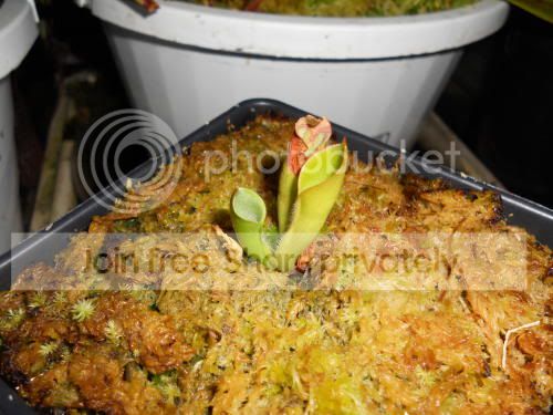 Hminor_5-23-11.jpg