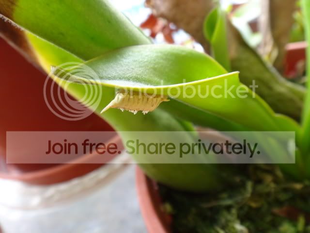 heliamphora_mantid_case.jpg