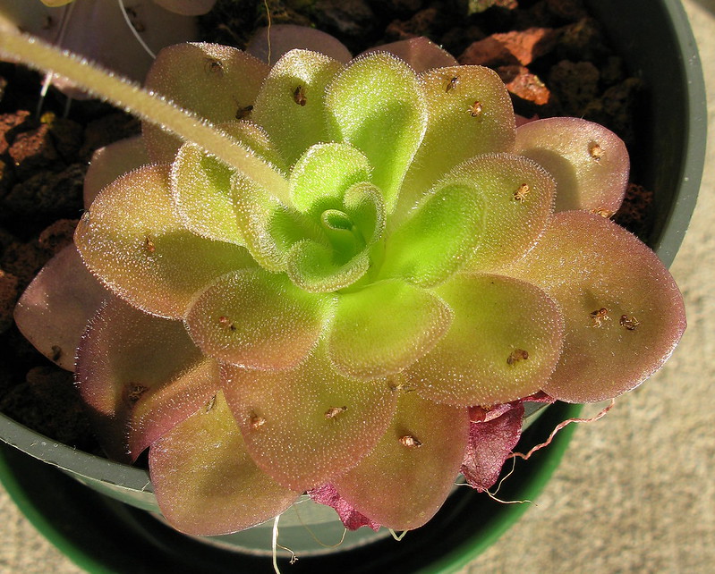 22591454164_0758d872ef_c.jpg