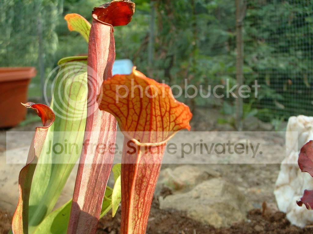 Sarracenia030.jpg