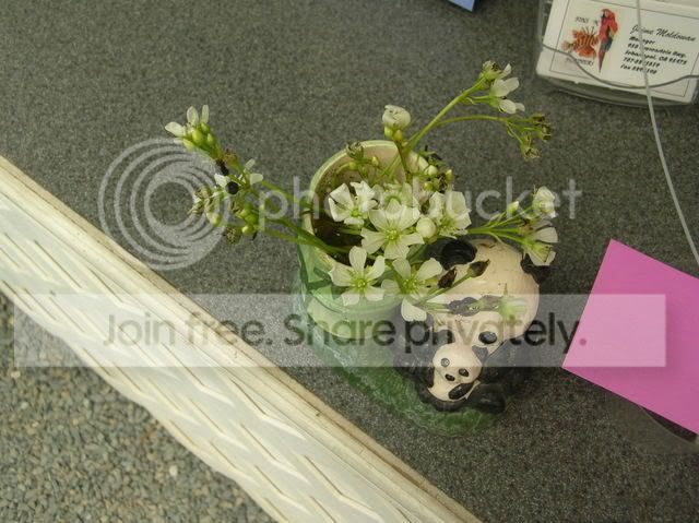 DSCN4413.jpg