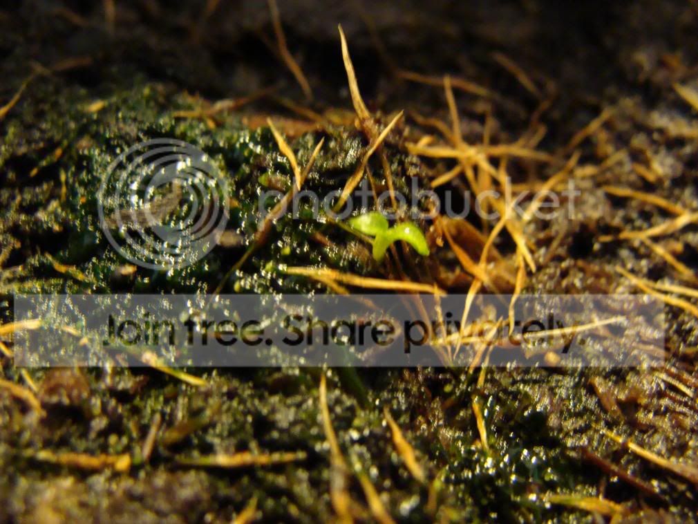 DSC00605.jpg