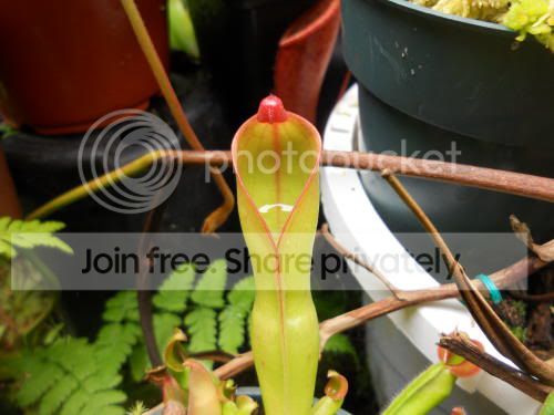 Hnutans_10-27-11.jpg