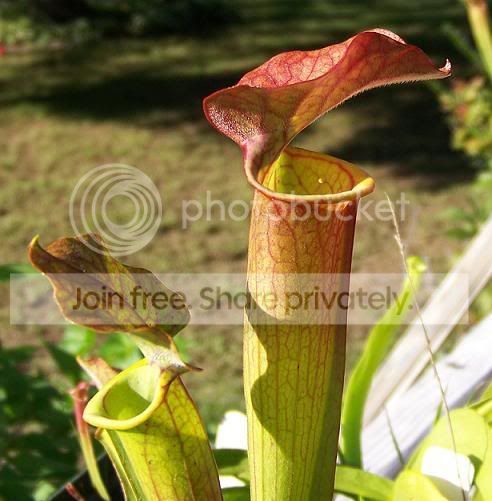 flavawillisii.jpg