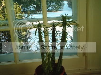 euphorbia1.jpg