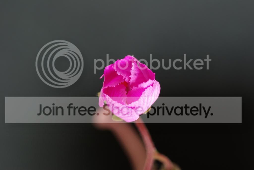 IMGP5333.jpg