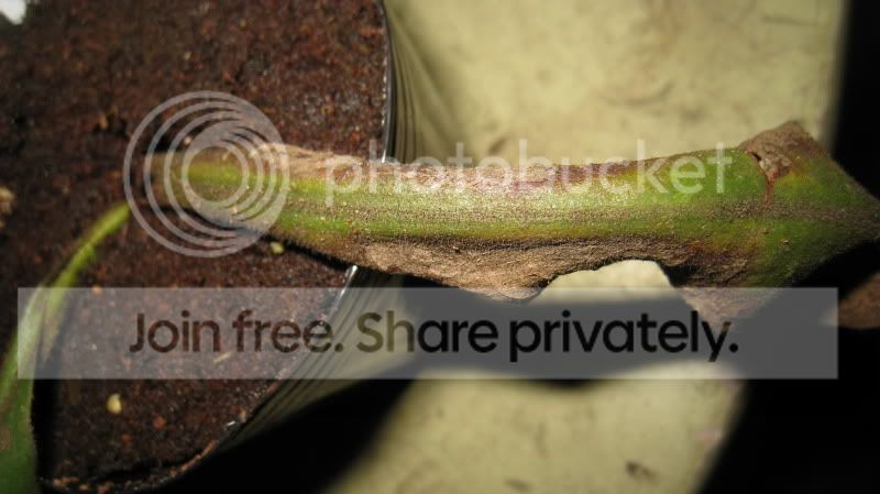 IMG_3691.jpg