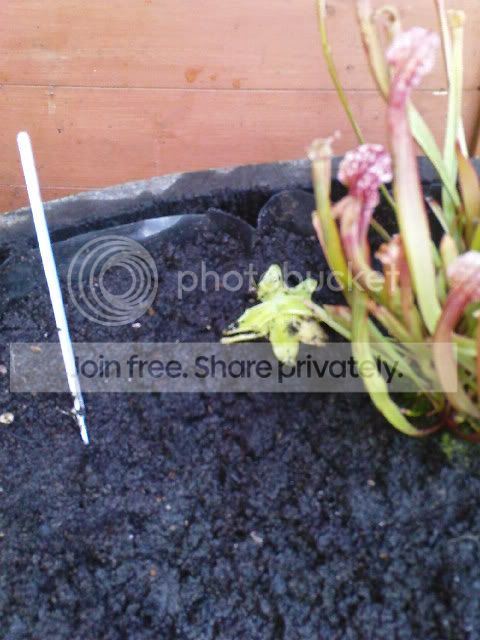vft007.jpg