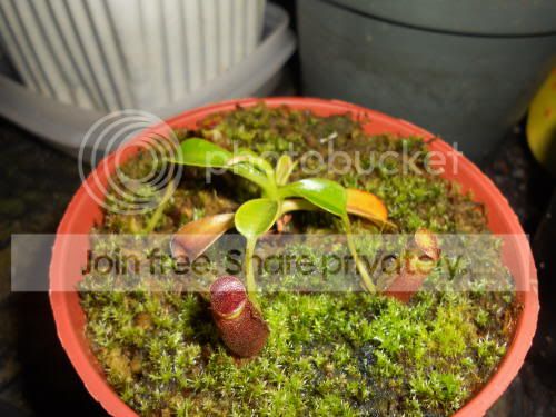 Nlowii_9-13-11.jpg