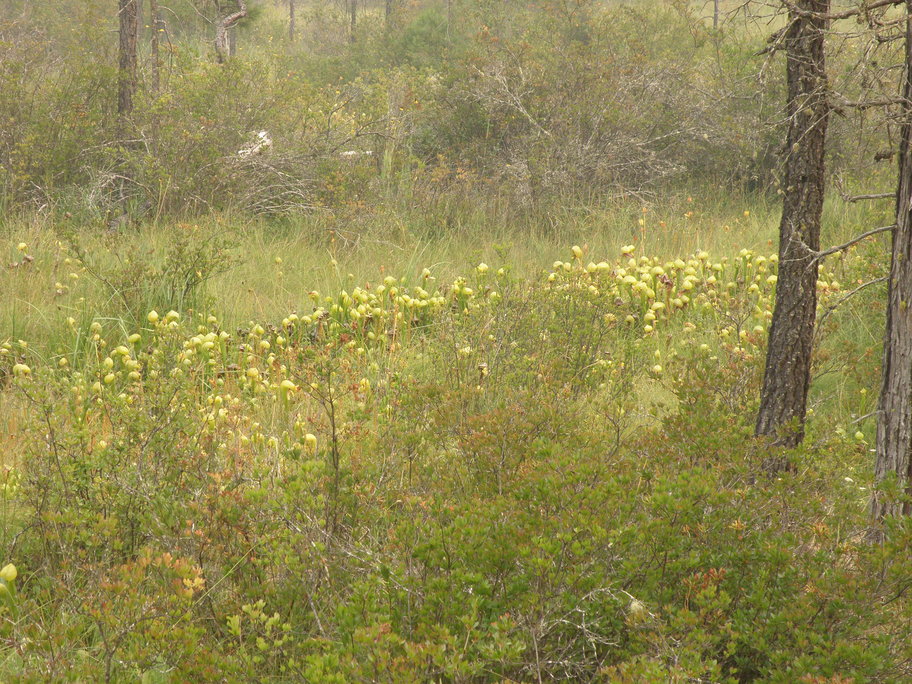 P8069065s.jpg