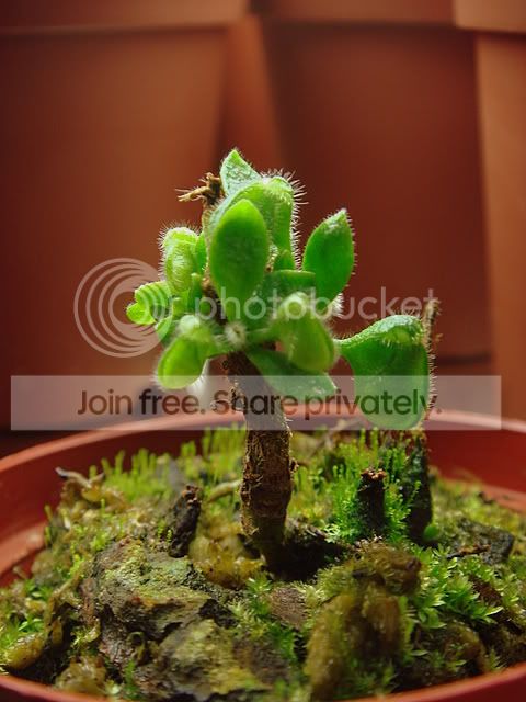 cephstump3mth.jpg