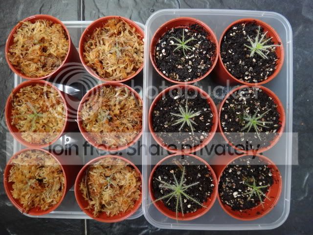 byblis_Gxg_seedlings_potted.jpg