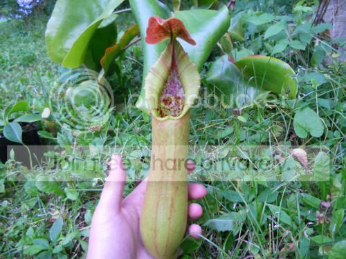 Ntruncata_7-10-11.jpg