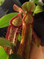 24401714970_9f2ef4c18e_m.jpg