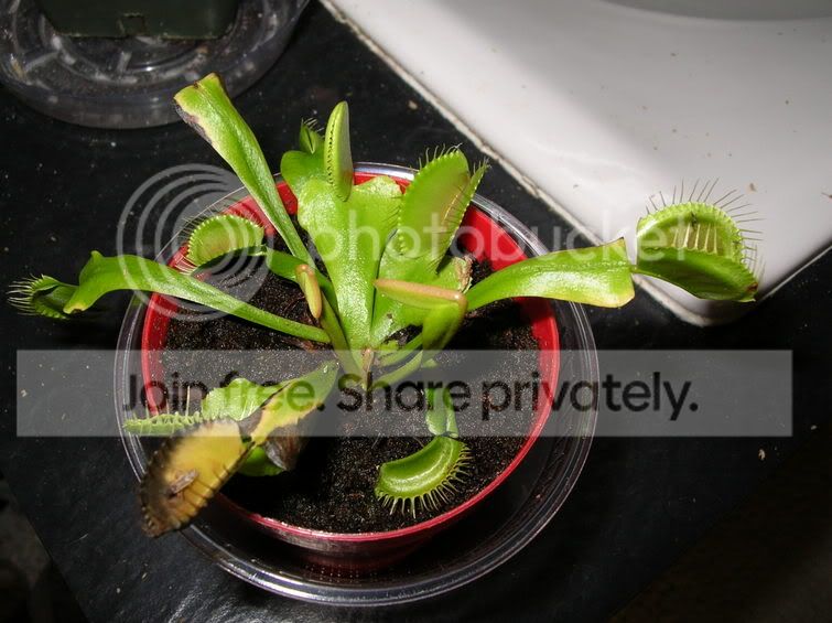 vftplant.jpg