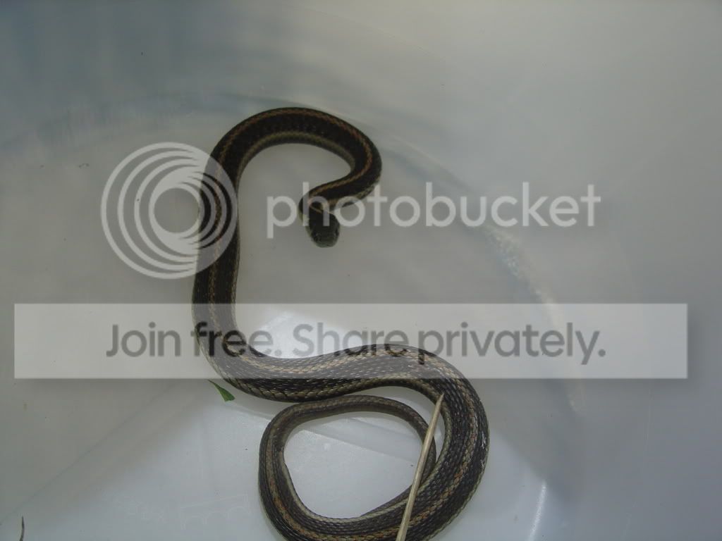 Ribbonsnake3.jpg
