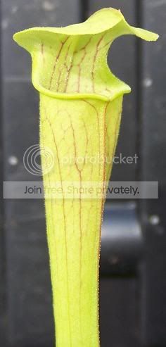 alabamensisxoreophilaOP.jpg