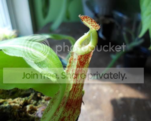 Nmirabilis_5-5-11.jpg