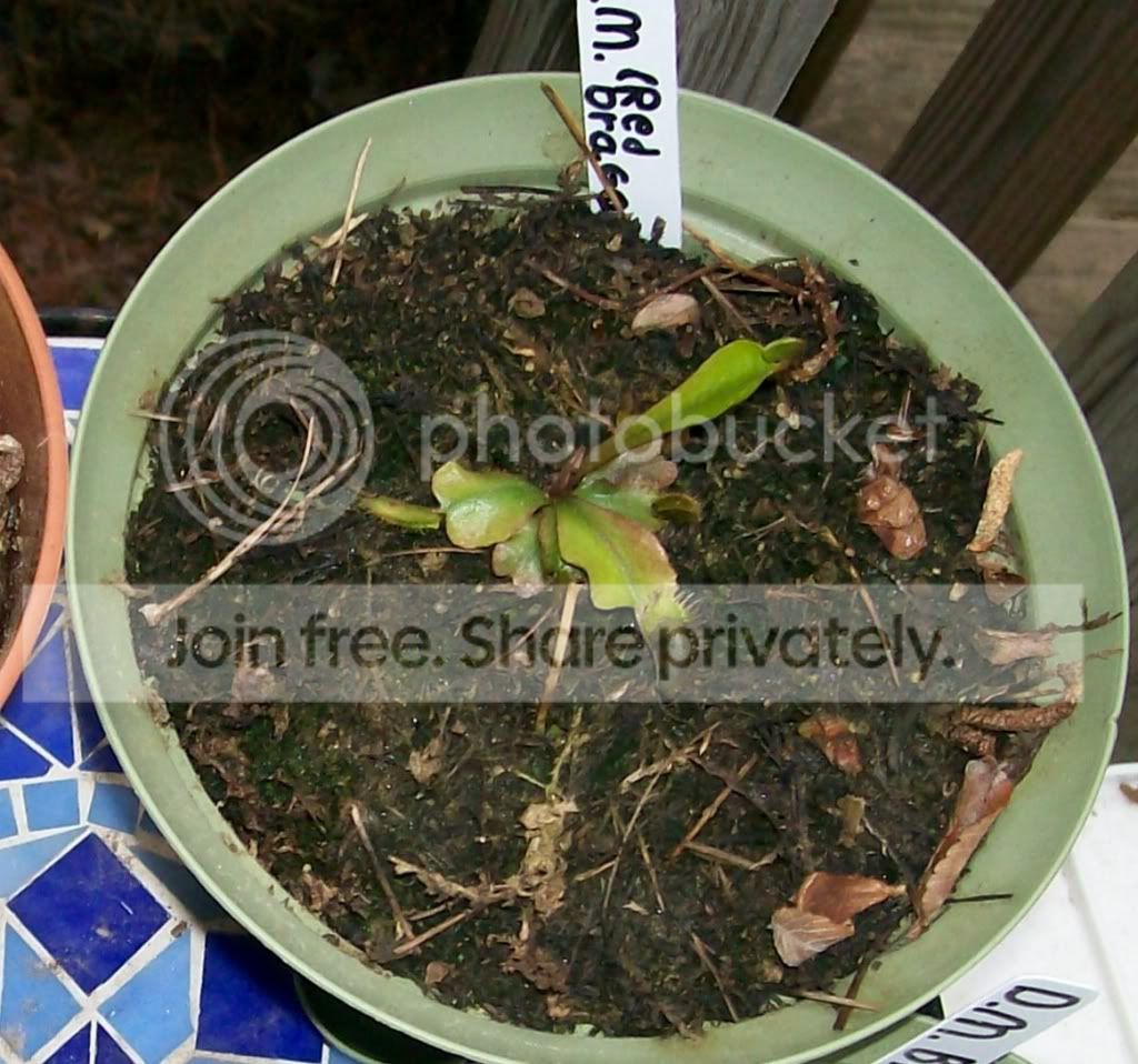 CarnivorousPlants007-Copy2.jpg