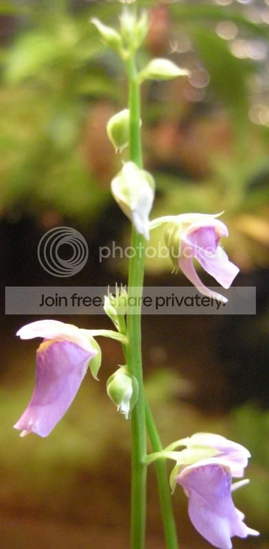 calyciflora.jpg