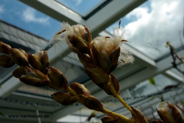 Catopsis_berteroniana_Samen_1web.JPG