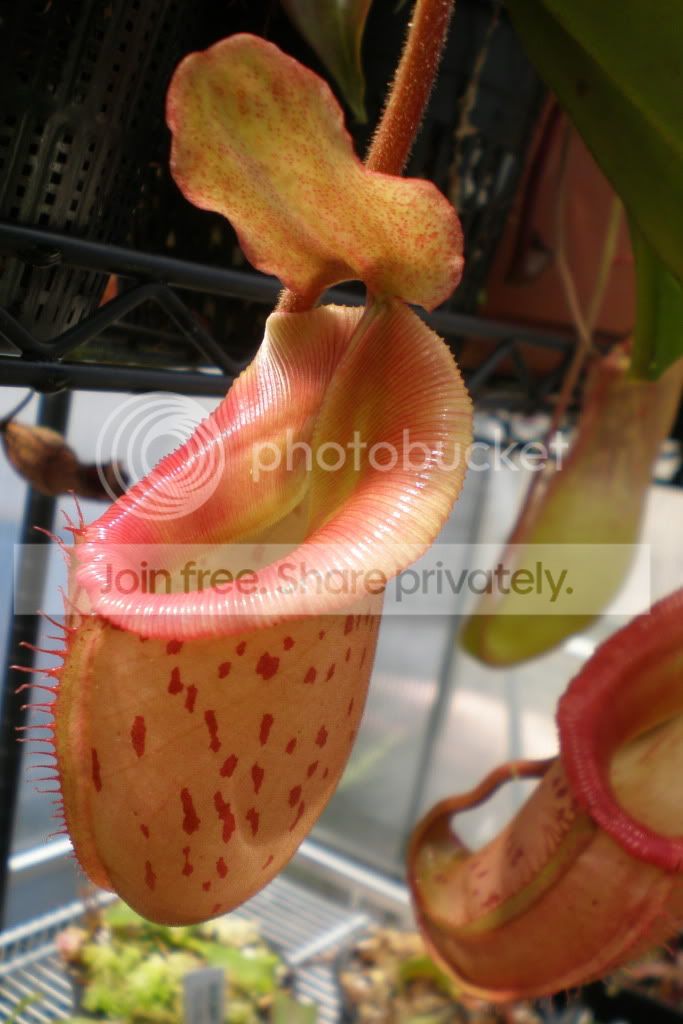TalangensisxVeitchiipitcherpink3.jpg