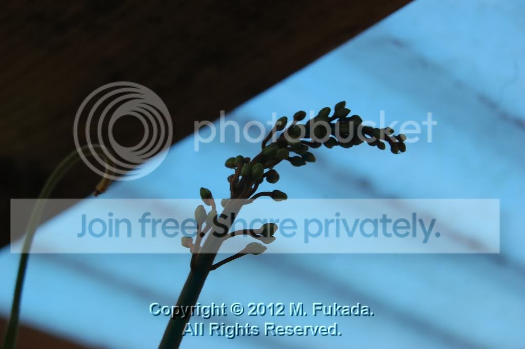 DSC_00060002_3_hf.jpg