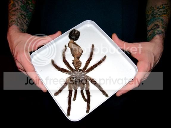 handsize3.jpg