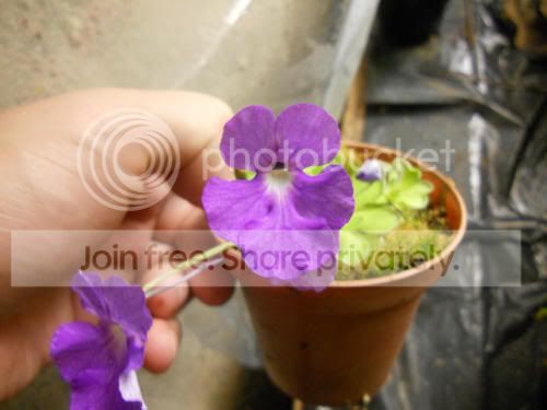 Pcyclosecta_7-15-12.jpg