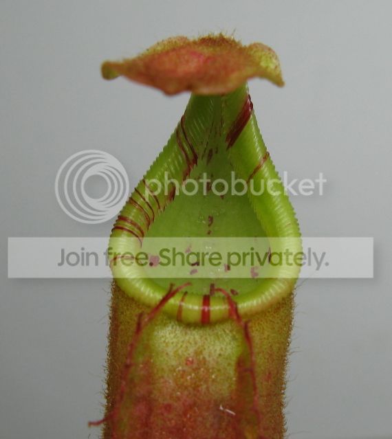 IMG_2476-N-veitchii-stripedseedling.jpg