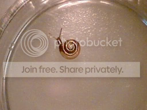 snail3.jpg