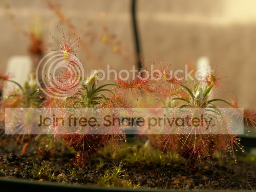 lasiantha9.jpg
