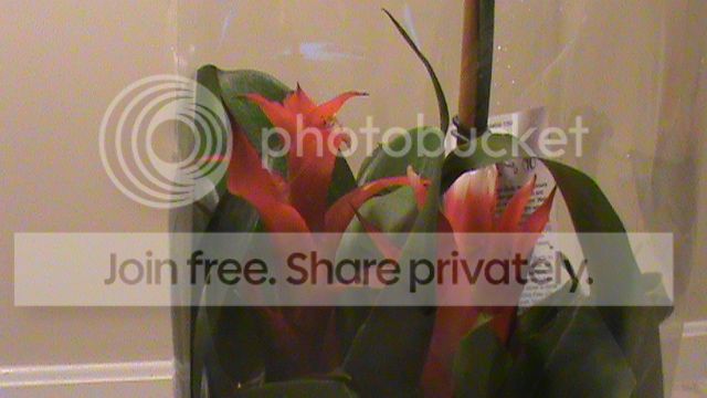 DSC00914_zps736b1862.jpg
