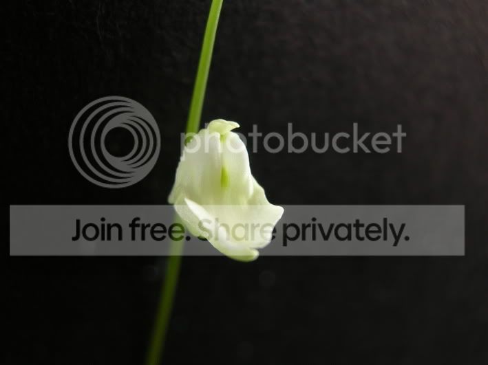livida_flower1.jpg
