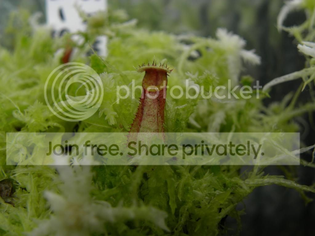 043_zps627d9771.jpg