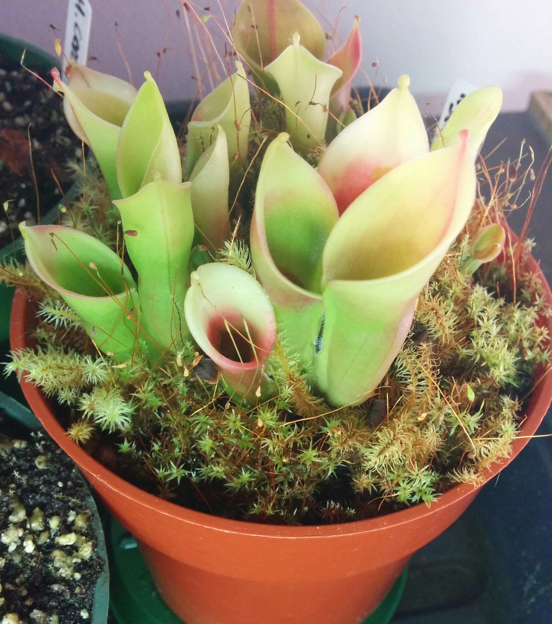 21855603543_cd1a892ae8_k.jpg