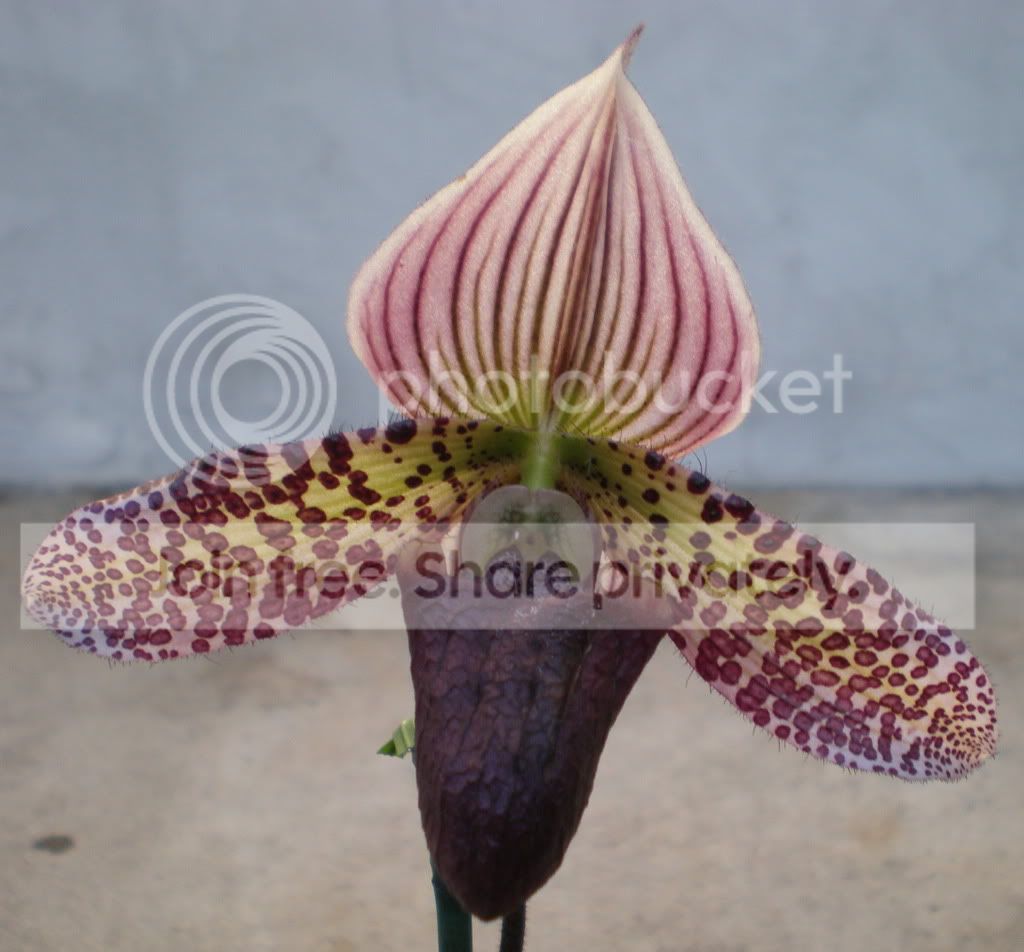 OrchidFlower.jpg